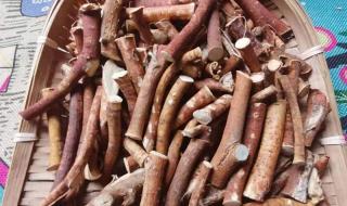 五指毛桃煲汤配什么 五指毛桃煲汤配什么