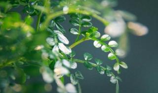 清香木的功效和作用 清香木的功效和作用