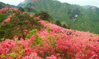 武汉樱花什么时候开 武汉樱花什么时候开