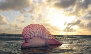 巨大水母群覆盖海面