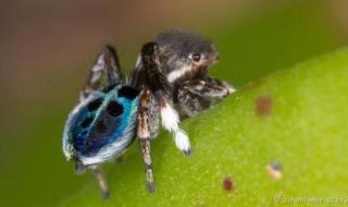 世界上最恐怖的孔雀 世界上最恐怖的孔雀